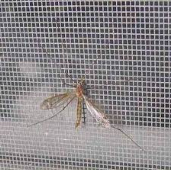 Mosquito nets in GI